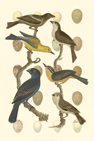 British Birds and Eggs IV