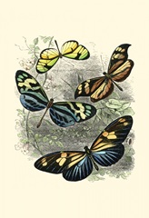 Butterfly Sanctuary I