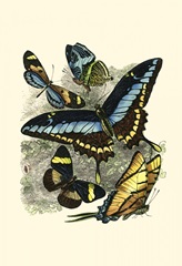 Butterfly Sanctuary II