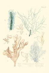 Delicate Coral I