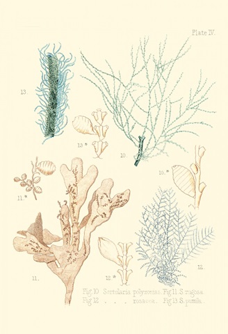 Delicate Coral I