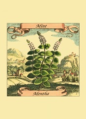 Mint