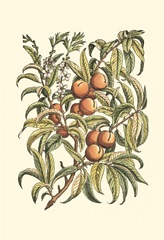 Peach Tree Branch