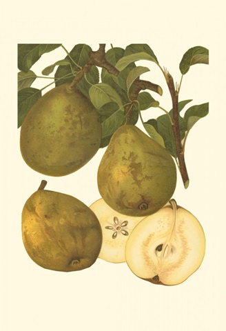 Pear Varieties I