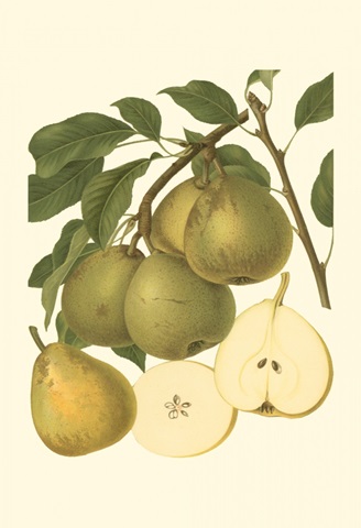 Pear Varieties II