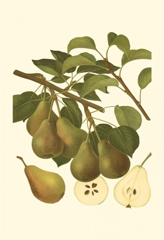 Pear Varieties III