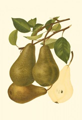Pear Varieties IV