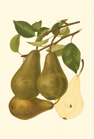 Pear Varieties IV