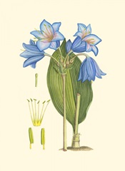 Periwinkle Blooms II