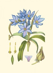 Periwinkle Blooms III