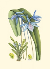 Periwinkle Blooms IV