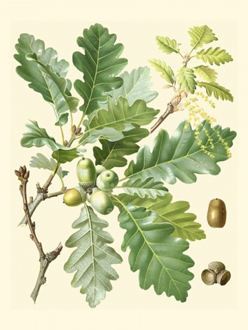 Acorns and Foliage I