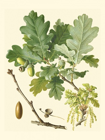 Acorns and Foliage II