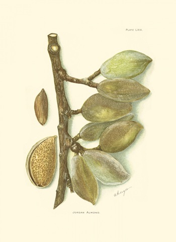 Almond