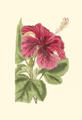 Antique Hibiscus I