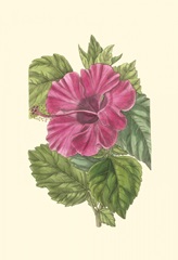 Antique Hibiscus II