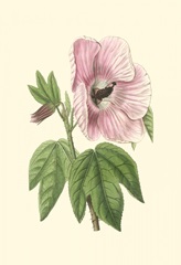 Antique Hibiscus III