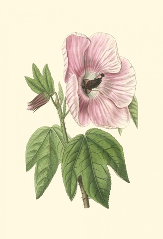 Antique Hibiscus III