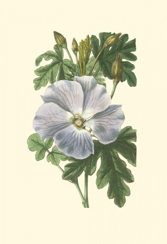 Antique Hibiscus IV