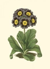Antique Primula I