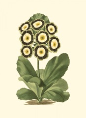 Antique Primula III