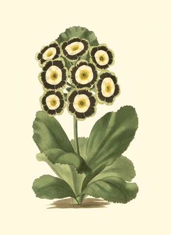 Antique Primula III