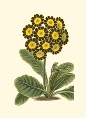 Antique Primula IV