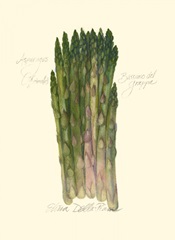 Asparagus Officinalis
