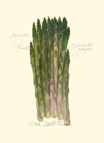 Asparagus Officinalis