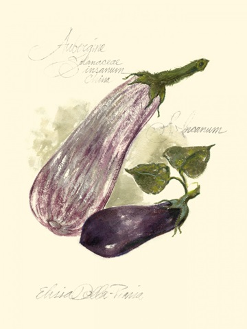 Aubergine Eggplant