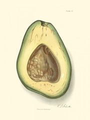 Avocado