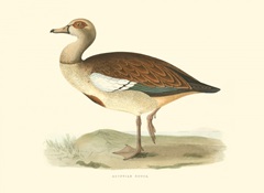 Egyptian Goose