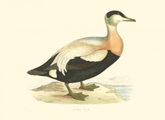 Eider Duck