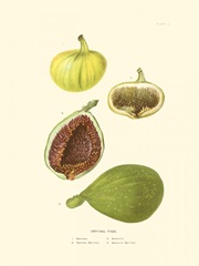 Figs