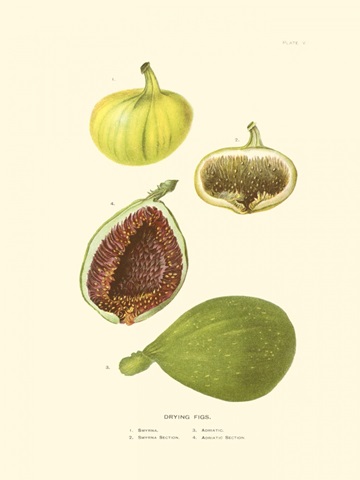 Figs