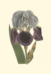Iris Varieties I