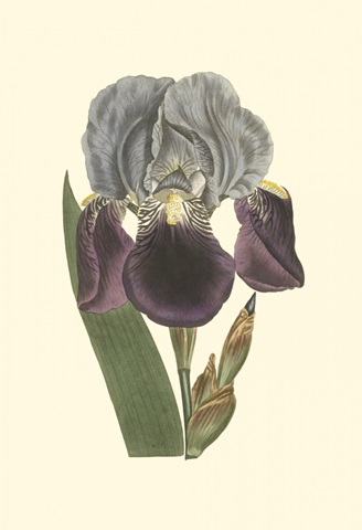 Iris Varieties I