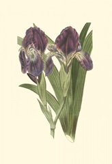 Iris Varieties II