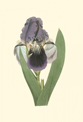 Iris Varieties III