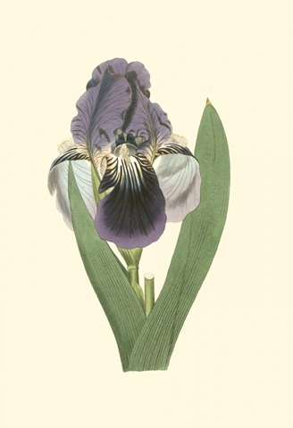 Iris Varieties III