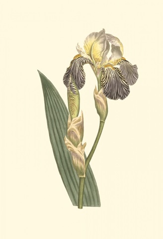 Iris Varieties IV