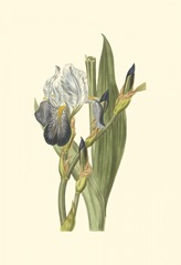 Iris Varieties V