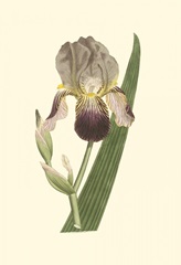 Iris Varieties VI