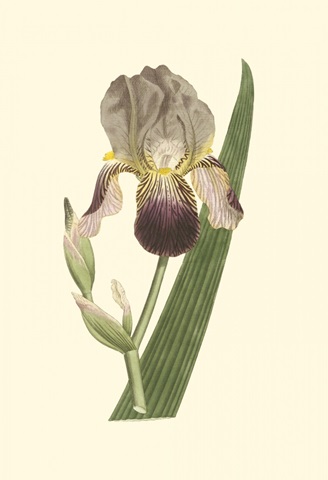 Iris Varieties VI