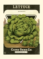 Lettuce