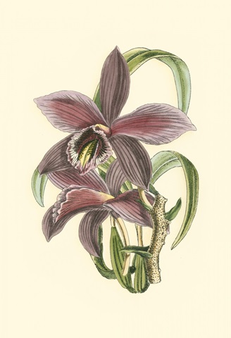 Lilac Orchid I