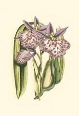 Lilac Orchid II