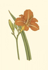 Lily Varieties I