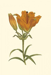 Lily Varieties III
