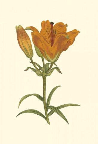 Lily Varieties III